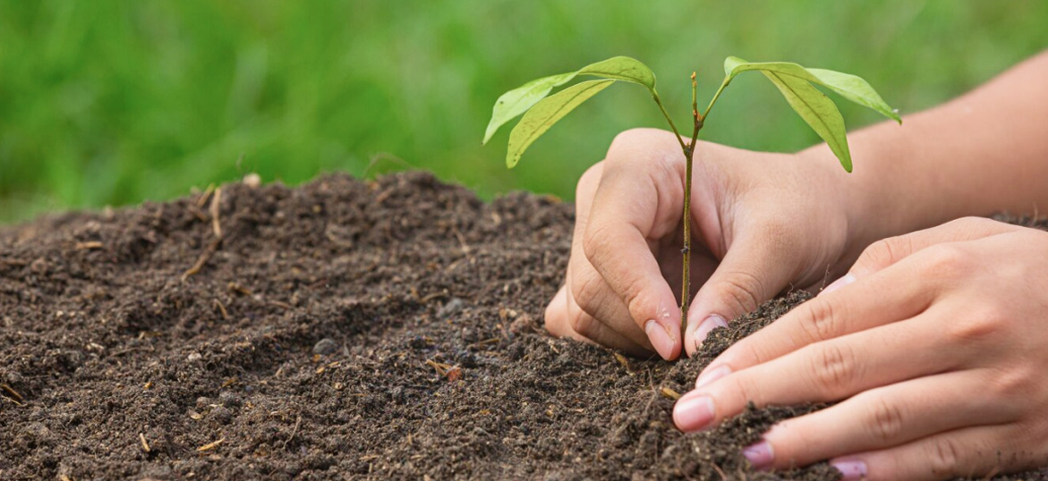 Green plants growing out of soil